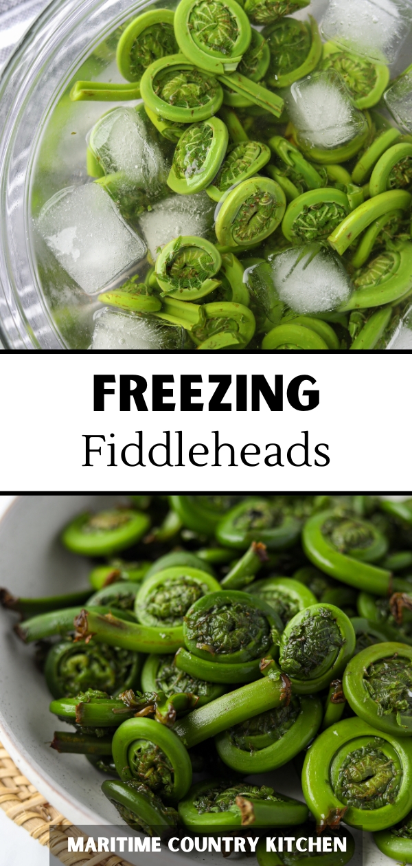 A bowl of fiddleheads in an ice bath.